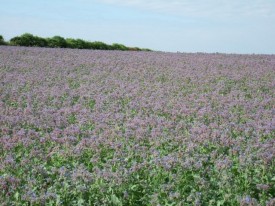 Borage oil is just one of the raw materials which Peter Clough can source